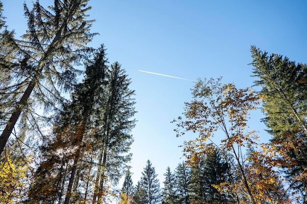 Big trees in the sunlight in the autumn forest