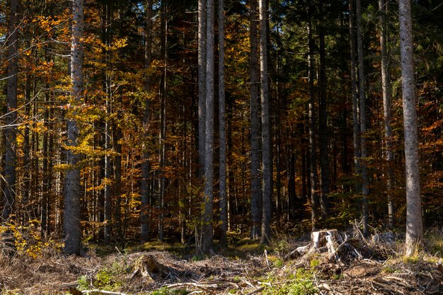 Big trees in the sunlight in the autumn forest