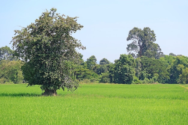 Big trees in the vibrant green paddy field with growing rice plants