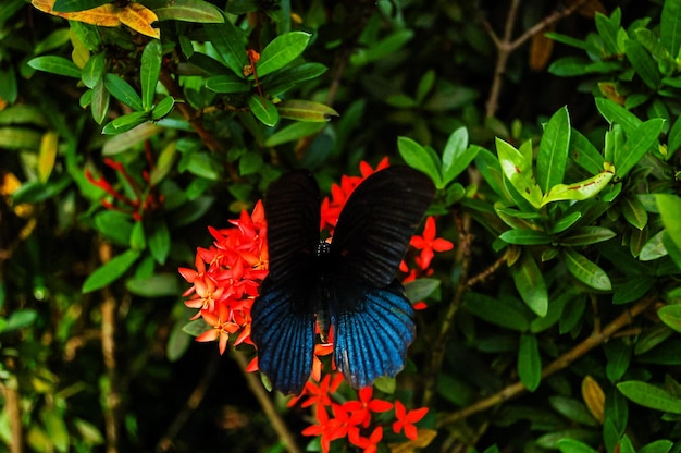 Big Tropical Butterfly in the Green Wilderness