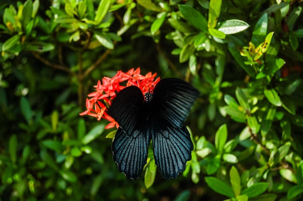 Big Tropical Butterfly