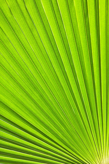 Big tropical jungle leaves