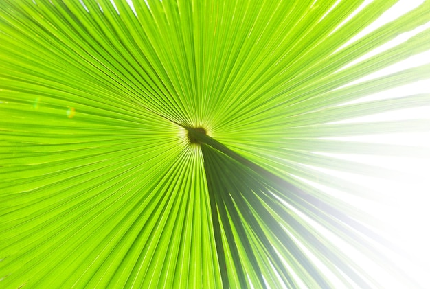 Big tropical jungle leaves