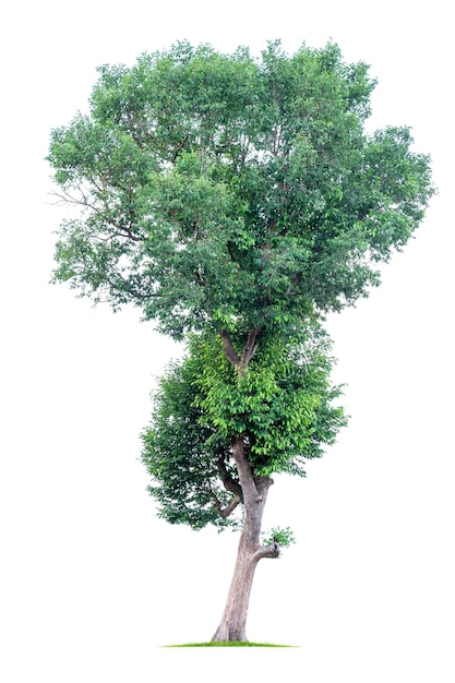 Big tropical tree isolated on a white background. File contains with clipping path so easy to work.