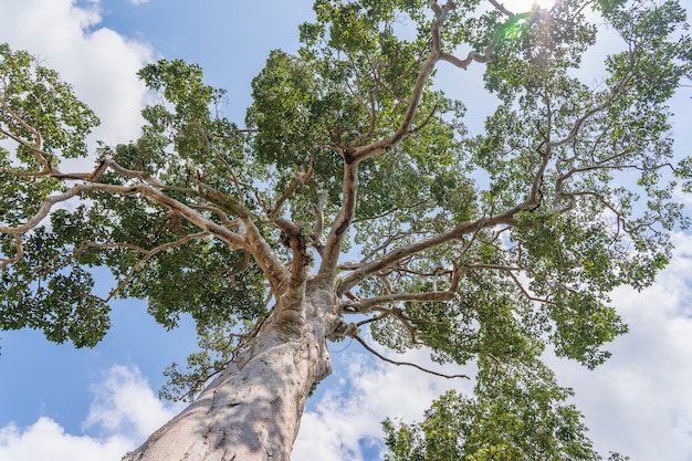 Большое тропическое дерево на фоне неба, вид снизу. Научное название Dipterocarpus alatus или дерево Ян На Яй. Остров Ко Панган, Таиланд