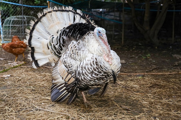 The big turkey is stand up in farm