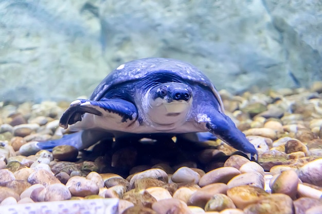 澄んだ水の池の底にある岩の上を大きなカメが這う