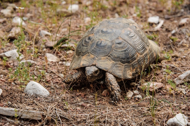 公園の地面の上を歩く大きなカメ