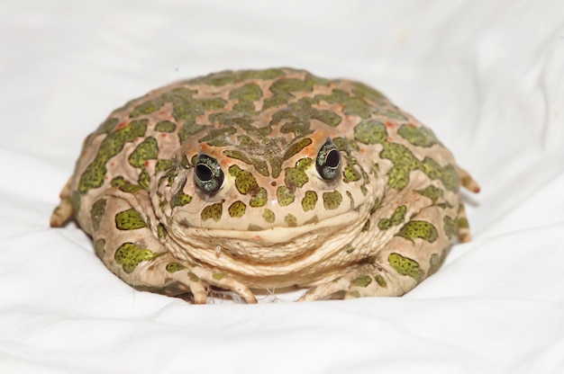 Big Ugly Frog Common European Toad Bufo