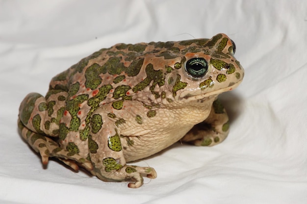 큰 못생긴 개구리 일반적인 유럽 두꺼비 Bufo