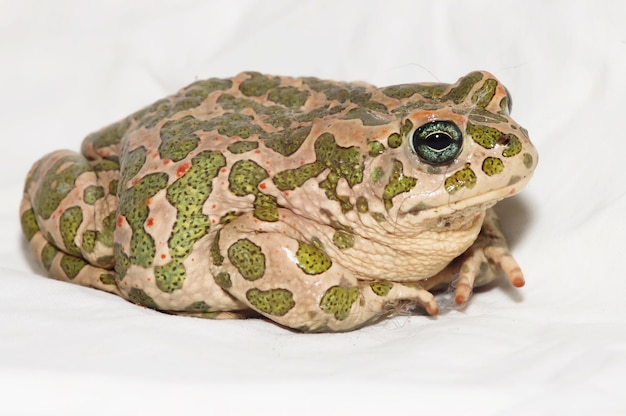 Photo big ugly frog common european toad bufo