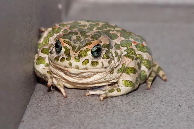 Большая уродливая лягушка Обыкновенная европейская жаба Bufo