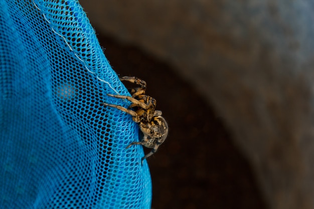 A big ugly jumping spider tarantula is sitting on a net.