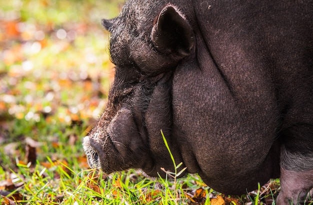Big Vietnamese black pig close up profile portrait