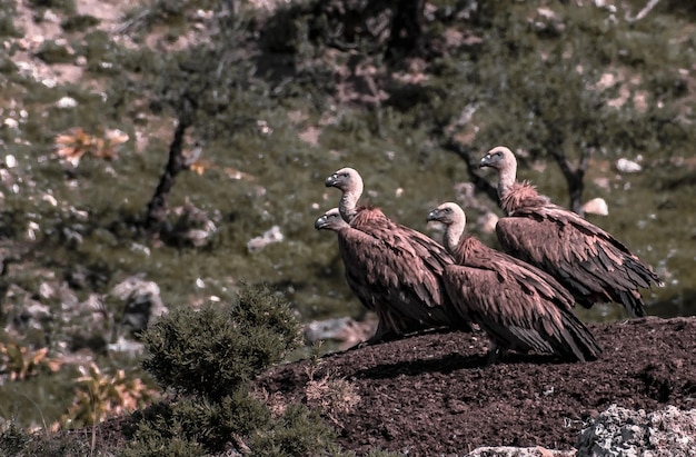 Photo big vultures on a dirtcovered hilltop