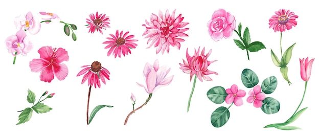 Foto grande set di acquerelli di fiori rosa selvatici esotici giardino albero casa fiori erbe botaniche disegnate a mano