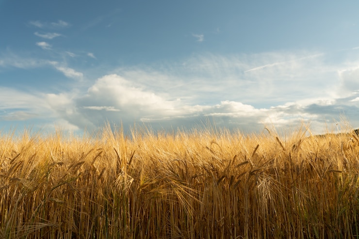 Photo big wheat field