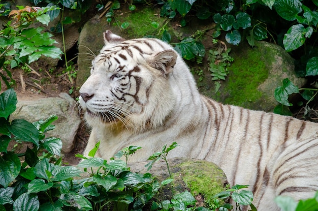 Grande tigre bianca albina tigre bianca in appoggio sulla roccia panthera tigris var alba genetica e mutazioni in zoologia