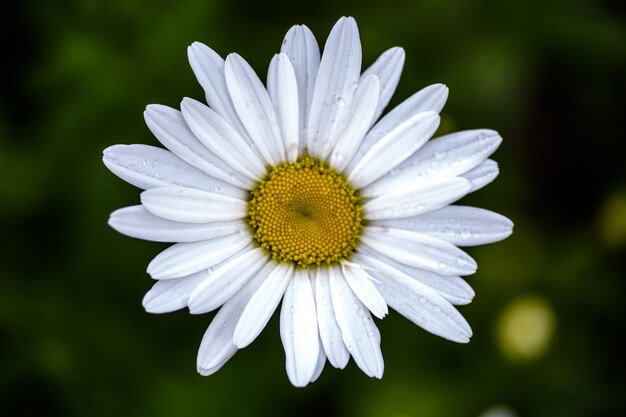 写真 大きな白いカモミールが花壇に