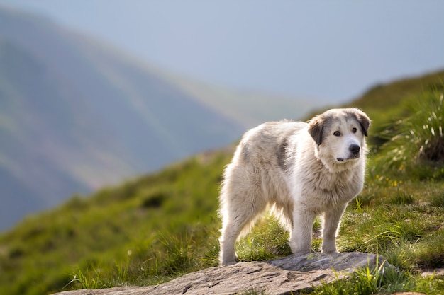 Big white clever shepherd dog standing on steep green grassy mountain slope