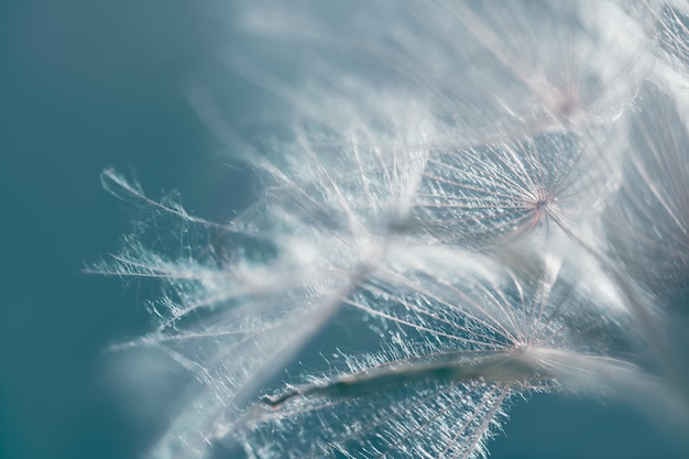 Photo big white dandelion in a forest at sunset macro image abstract nature background