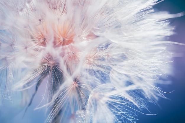 Big white dandelion in a forest at sunset Macro image shallow depth of field Abstract summer nature background
