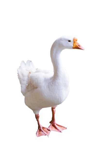 Big white goose looking sideway,isolated on background