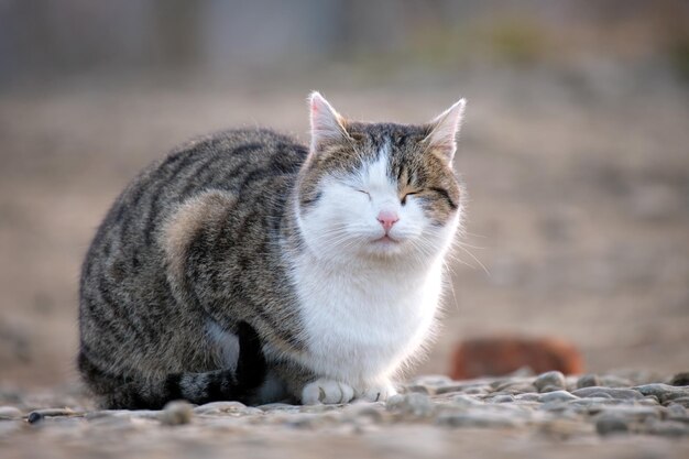 Big white and gray cat resting on steet outdoors