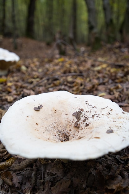 Big white mushroom in autumn forest