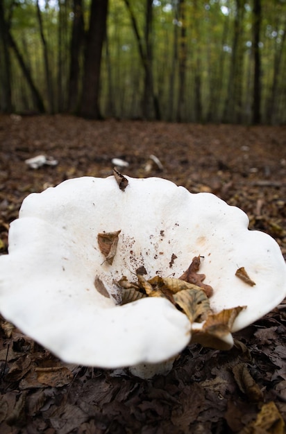 Big white mushroom in autumn forest