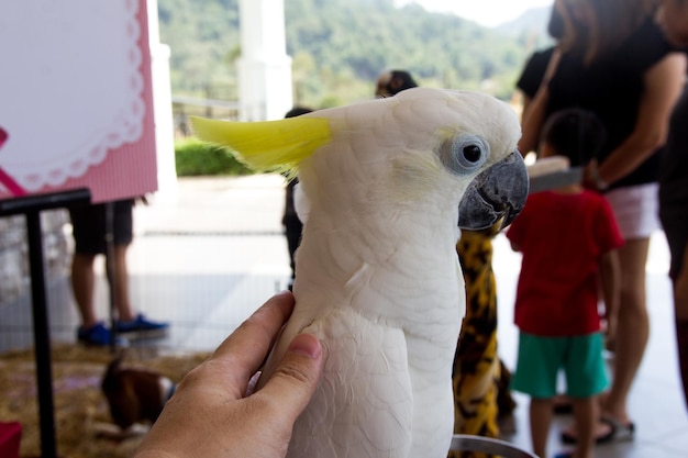 Big white parrot closeup portrait