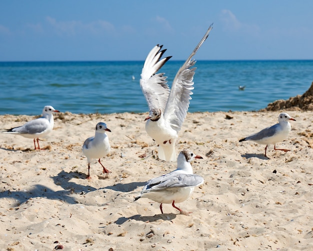 Big white sea gulls on the sandy coast of the Black Sea 