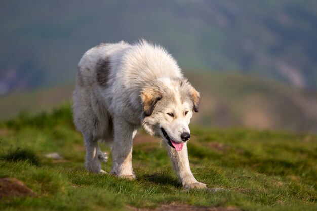 大きな白い毛むくじゃらの成長した賢い羊飼い犬は、暗い青の予感を与える夕方の空の晴れた夏の日に急な緑の草が茂った岩山の牧草地で一人歩きします。