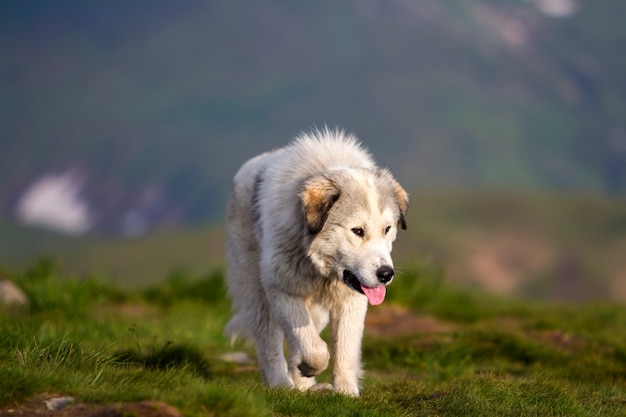 Big white shaggy grown clever shepherd dog walking alone on steep green grassy rocky mountain meadow