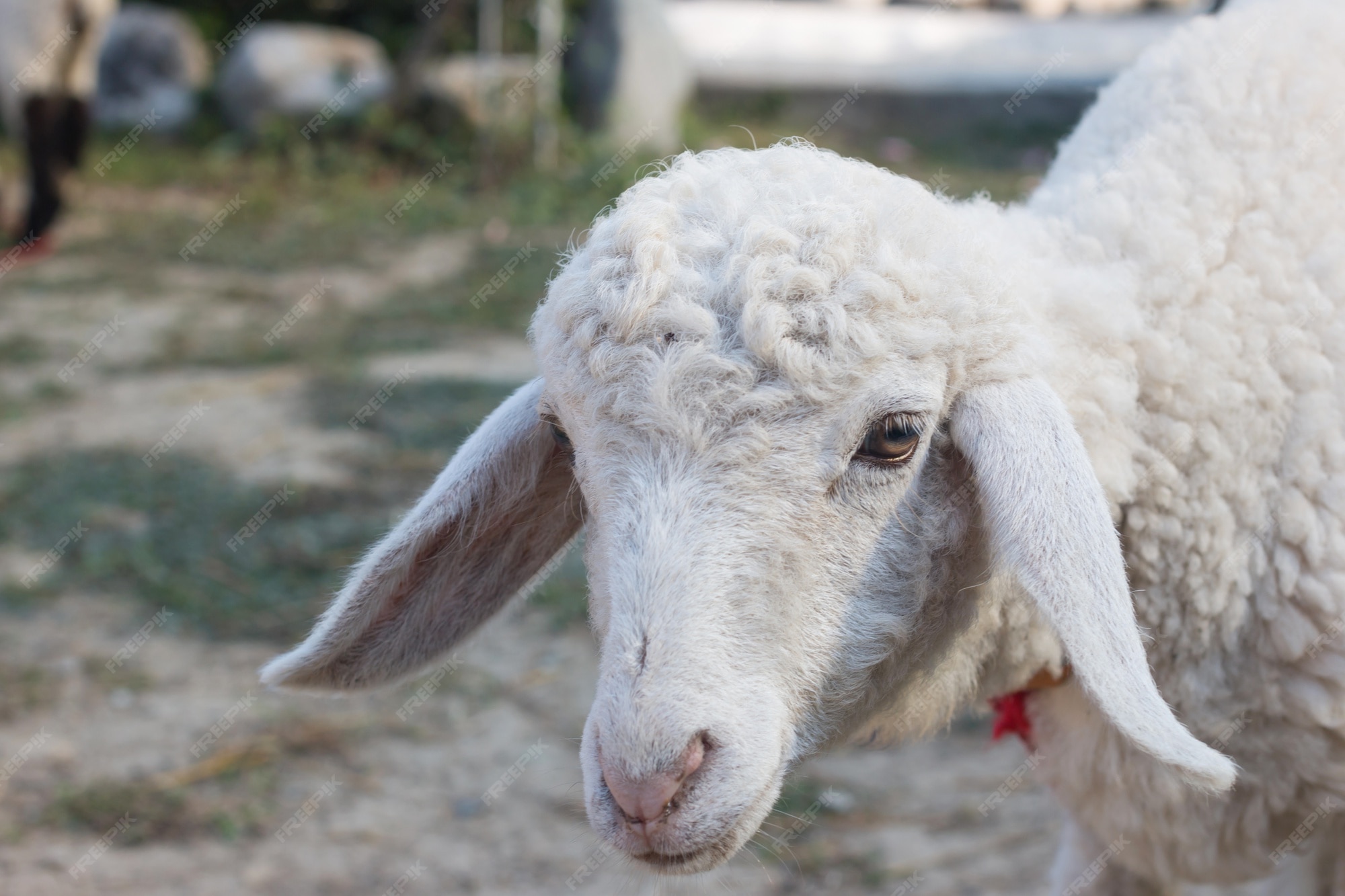 premium-photo-big-white-sheep-in-the-farm