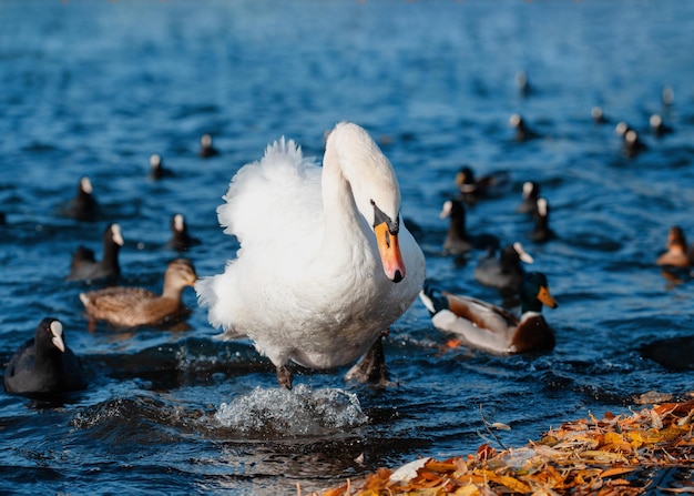 Grande cigno bianco e anatre sul lago in una giornata di sole