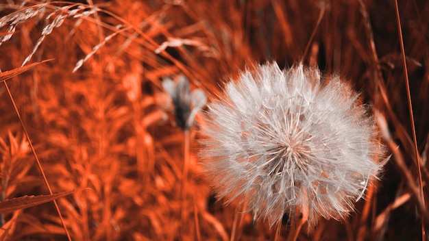 Big white Tragopogon in grass Photo in red color