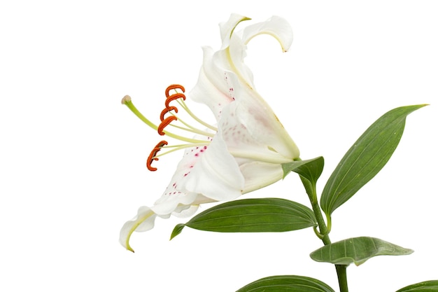 Big whitepink flower of oriental lily isolated on white background