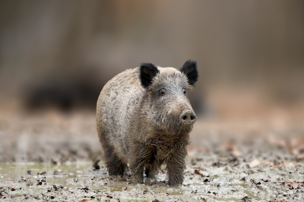 큰 멧돼지. 숲의 가을. Sus scrofa, 가을 숲. 자연에서 야생 동물 장면.