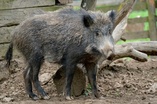 Big wild boar Sus scrofa