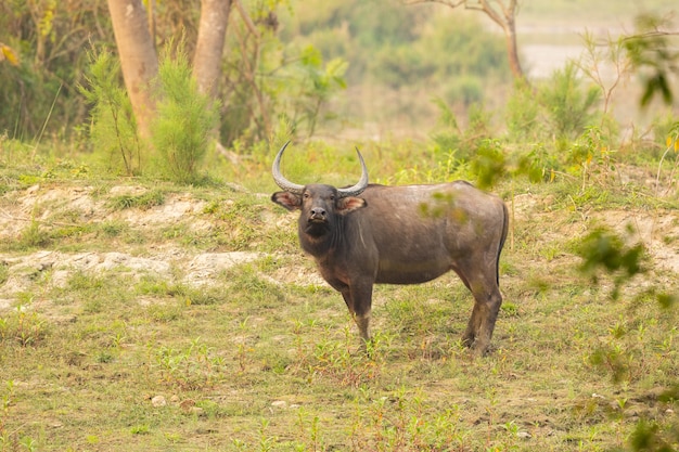 Grande bufalo d'acqua selvaggio a kaziranga