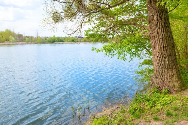 Big willow tree on river bank