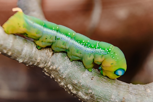 Big worm at tree