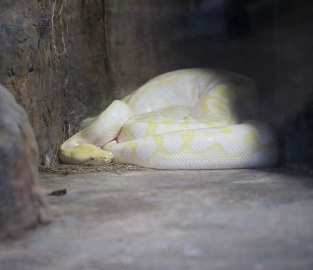 Photo big yellow boa