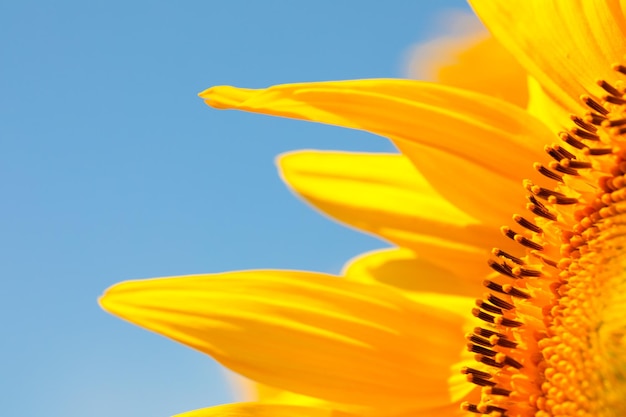 Big yellow bright sunflower flower on the background of the blue sky