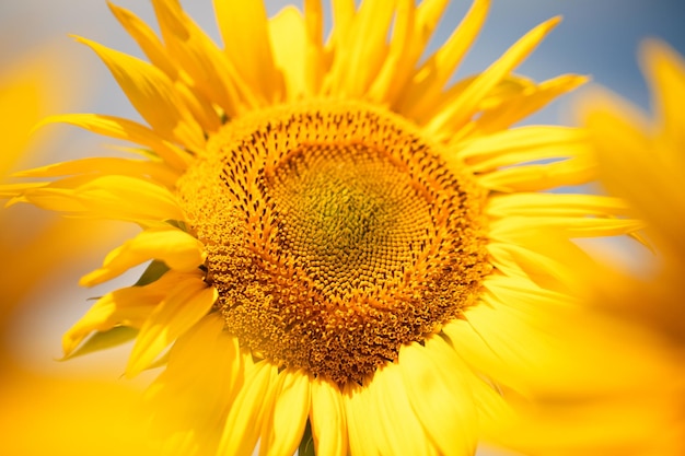 Big yellow bright sunflower flower on the background of the blue sky