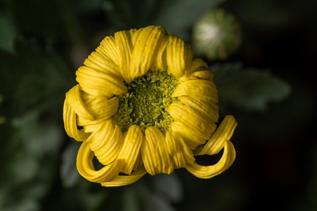 Big yellow chrysanthemums in the park