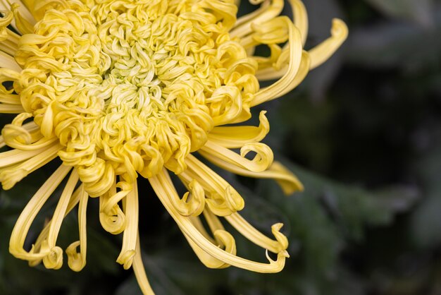 Big yellow chrysanthemums in the park