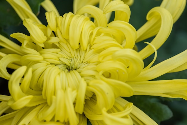 Big yellow chrysanthemums in the park