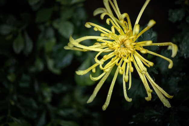 Big yellow chrysanthemums in the park